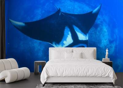 Manta Ray Wall mural