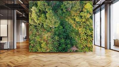 Rainforest trees on edge of palm oil plantation Wall mural