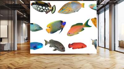 Reef fish of Indian and Pacific Oceans and Red Sea. Tropical fish isolated on white background Wall mural