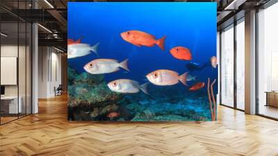 Scuba diving coral reef and fish in ocean Wall mural