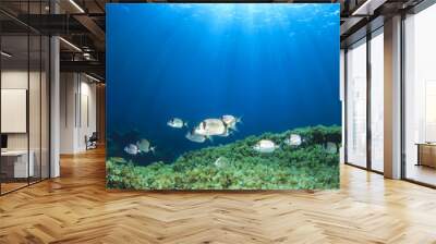 Sea Bream fish underwater Mediterranean Sea Wall mural