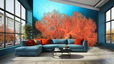 Tropical fish coral reef sea ocean underwater Wall mural