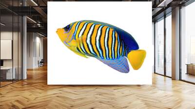 Tropical fish isolated white background (Regal Angelfish) Wall mural