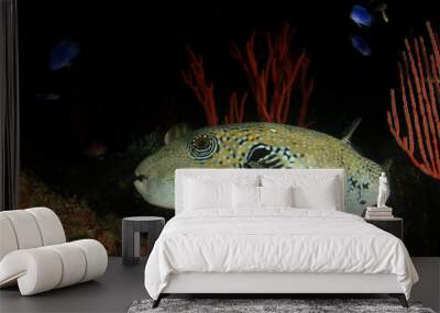 Underwater coral reef and fish	 Wall mural