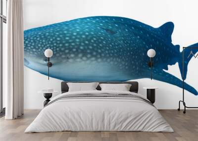 Whale Shark isolated on white background Wall mural