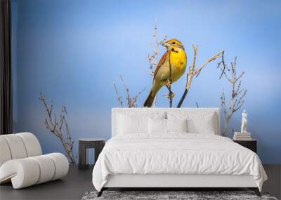 Dickcissel (Spiza americana) perched on a branch Wall mural