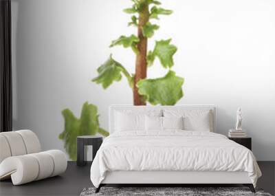 Navelwort plant isolated Wall mural