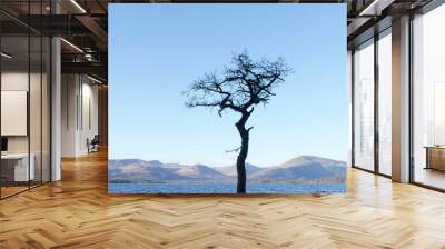 One single tree in water at Milarrochy Bay Loch Lomond Scotland UK Wall mural