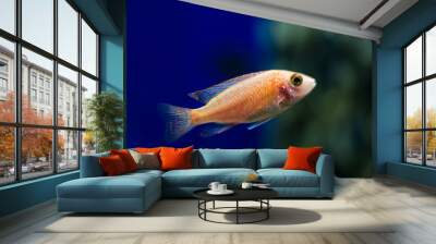 Lake malawi tropical cichlid fish, colorful fish Wall mural