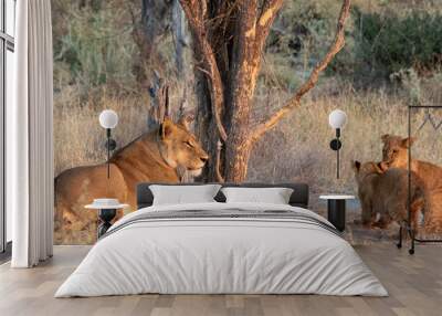 Lioness and two small cubs under a tree on the African savanna Wall mural