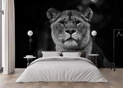 Lioness - B&W 2 Wall mural