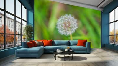 Dandelion (Taraxacum officinale) Clock seeding flower in a field of grasses Wall mural