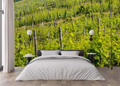 grand cru vineyard, thann, alsace, france Wall mural