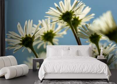 Spring gardening: Daisies seen from a worm's eye view Wall mural