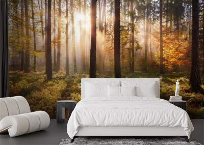 sunny morning in the autumn forest Wall mural