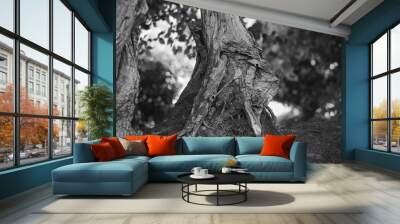 Tronc d'arbre et racines . Wall mural