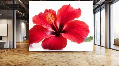 bright red hibiscus flower isolated Wall mural