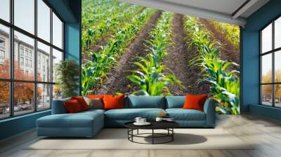 rows of sprouting maize in fields somewhere in ukraine Wall mural