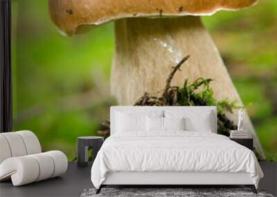 Boletus Wall mural