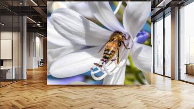 Bee collecting nectar from an Agapanthus flower on a sunny morning Wall mural