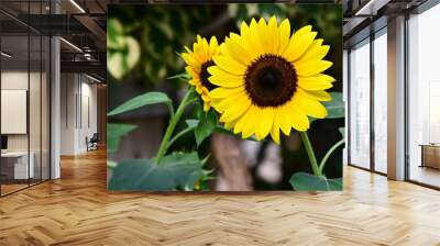 A beautiful Sunflower blooms in a local garden Wall mural