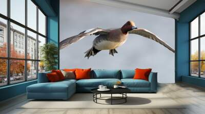 drake wigeon in flight Wall mural