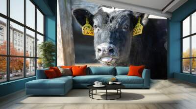 Closeup of a black furry calf at a farm with two yellow ear tags Wall mural