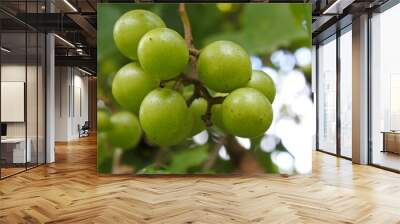 Muscadine Grapes  Wall mural