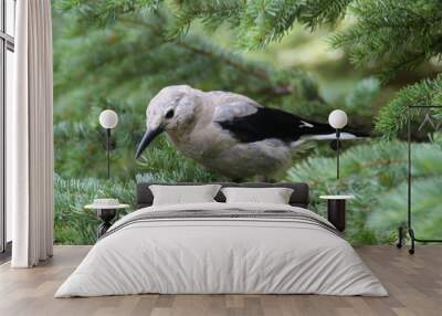 clark's nutcracker 2 Wall mural