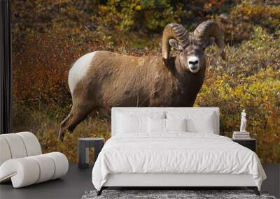 mountain sheep 2 Wall mural