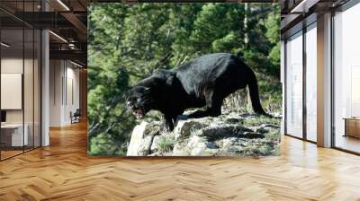 Black Leopard on rocks Wall mural