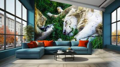 Lions lie in the green grass and sleeping, close view Wall mural