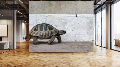 Tortoise on Concrete Wall mural