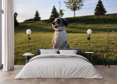 aussiedoodle dog Wall mural