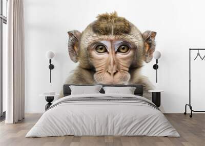 A close-up portrait of a macaque against a white background Wall mural