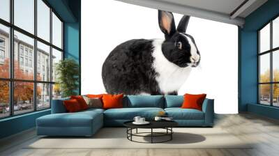 Charming Dutch rabbit depicted standing gracefully in isolation against a pristine white background Wall mural