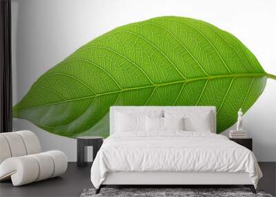 Tropical single green leaf png background Wall mural