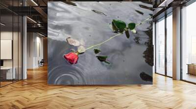 red rose in water Wall mural