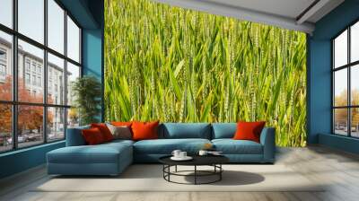 background of wheat field, agricultural background Wall mural