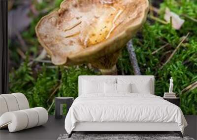  Beautiful close up of a group of mushrooms growing on  on green moss ground and dark bokeh forest background. Mushroom macro, Mushrooms photo, forest photo, forest background - Mushrooms cut in the w Wall mural