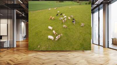 aerial view of cows on green pasture in spring - germany Wall mural