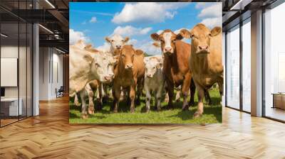 herd of brown cows on the green pasture with blue sky in summer Wall mural