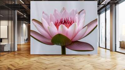 Beautiful pink water lily, fully bloomed and isolated on a clean white backdrop Wall mural