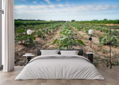 Eggplant plants in early growth stages, arranged in rows on agricultural farmland Wall mural