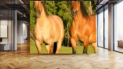 two Shire horses on a meadow in evening sunlight. Wall mural