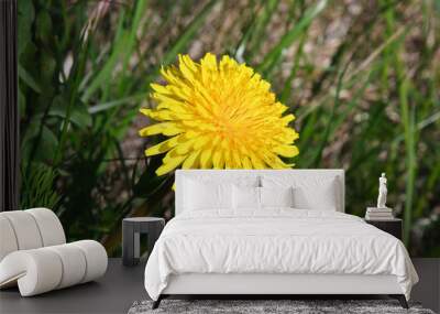 yellow dandelion Wall mural