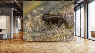 tadpole metamorphosis to frog Wall mural