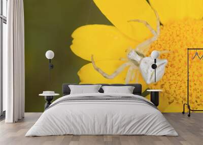 Thomisus on yellow flower Wall mural