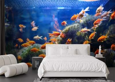 Vibrant School of Goldfish in an Aquarium Wall mural