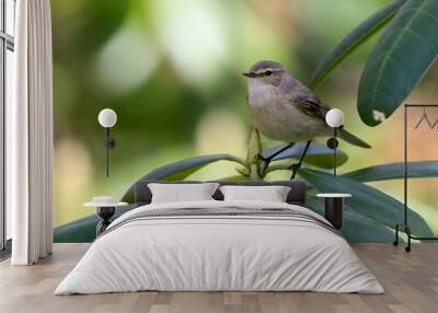 Common Chiffchaff Wall mural